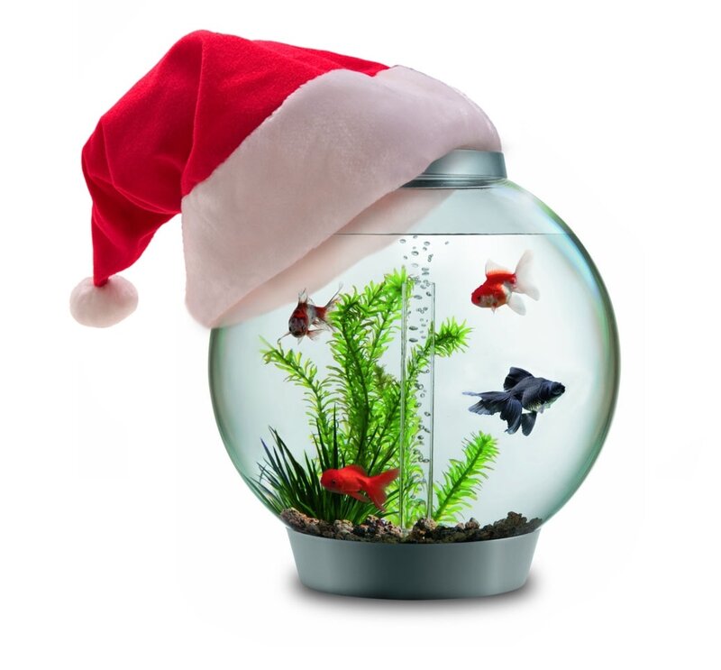 Goldfish in a Bowl — Red