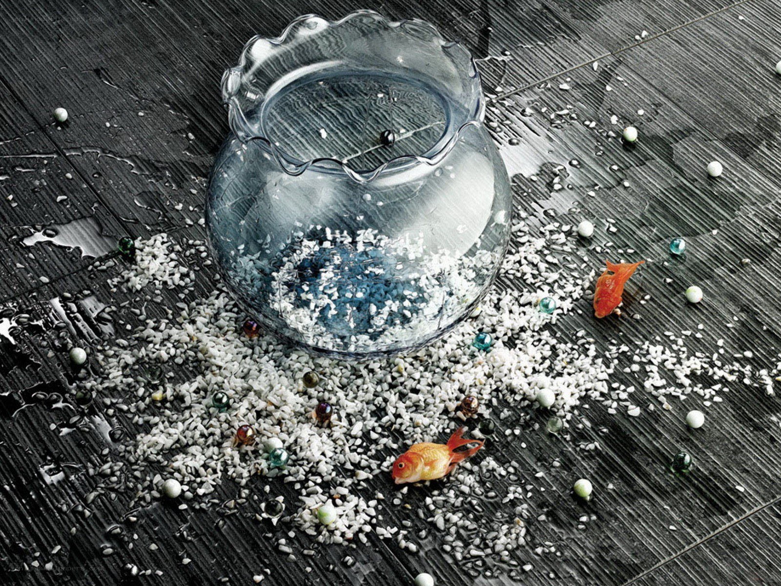 Goldfish in a broken bowl