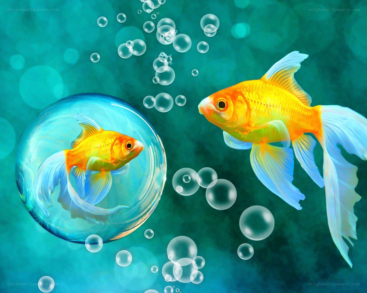 Goldfish in a bubble