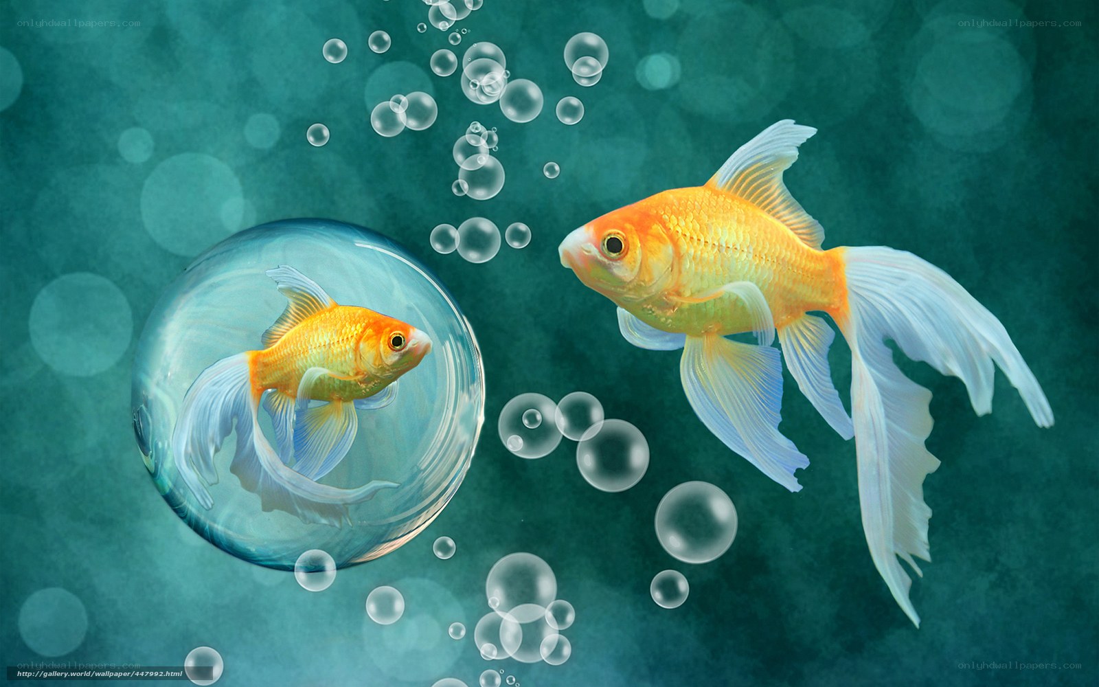 Goldfish in a bubble