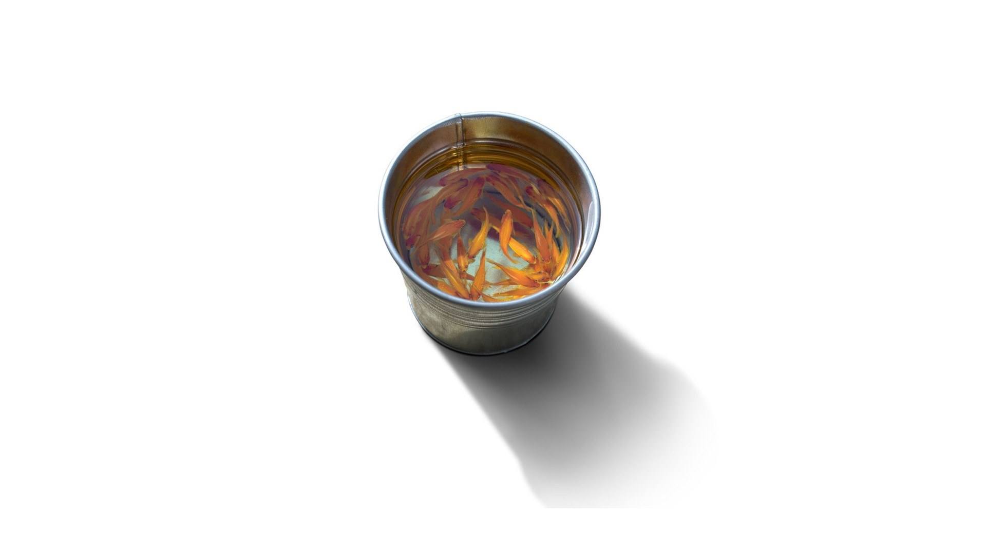 goldfish in a bucket