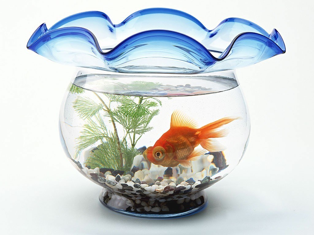 goldfish in a decorative bowl