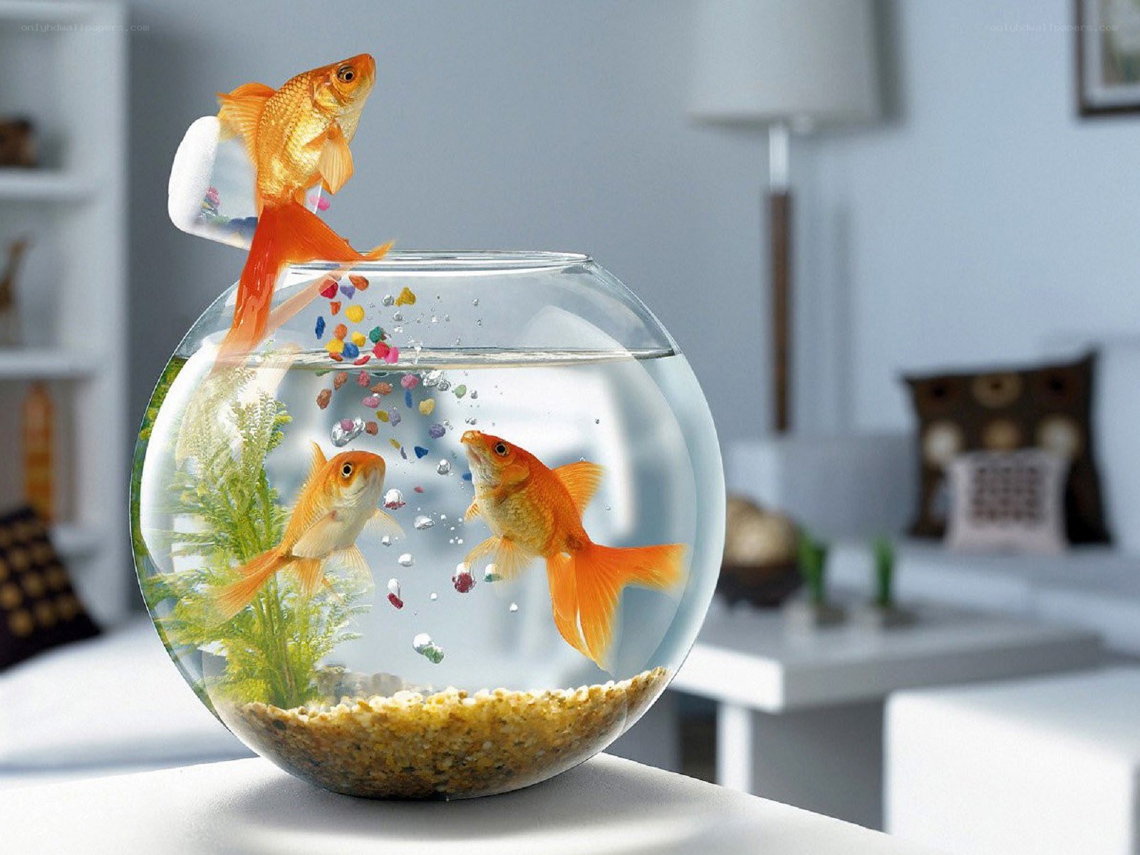 Goldfish in a fishbowl