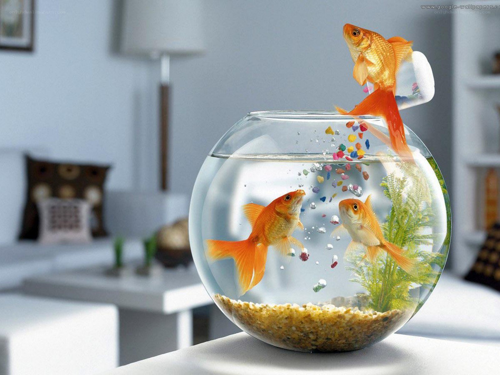 Goldfish in a fishbowl