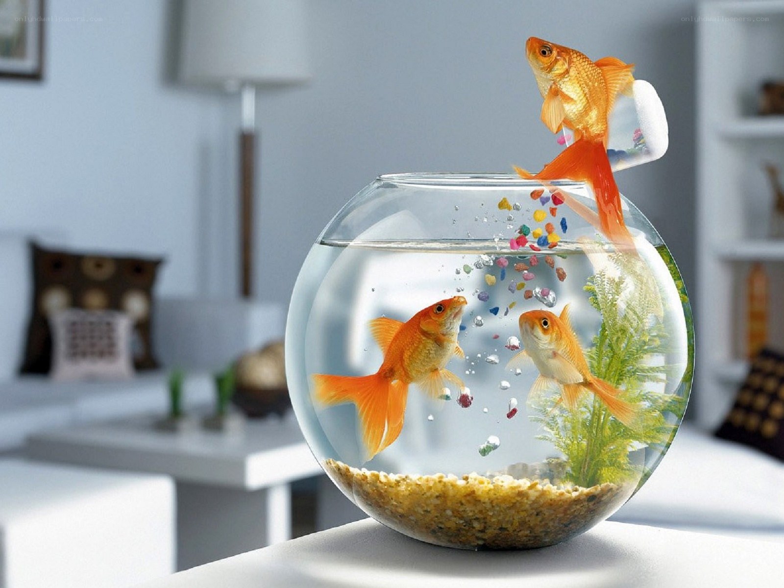 Goldfish in a fishbowl