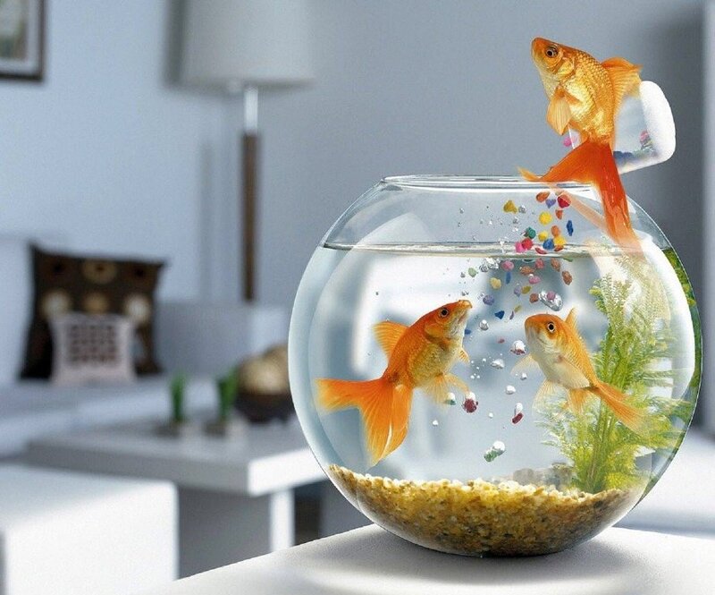 Goldfish in a fishbowl