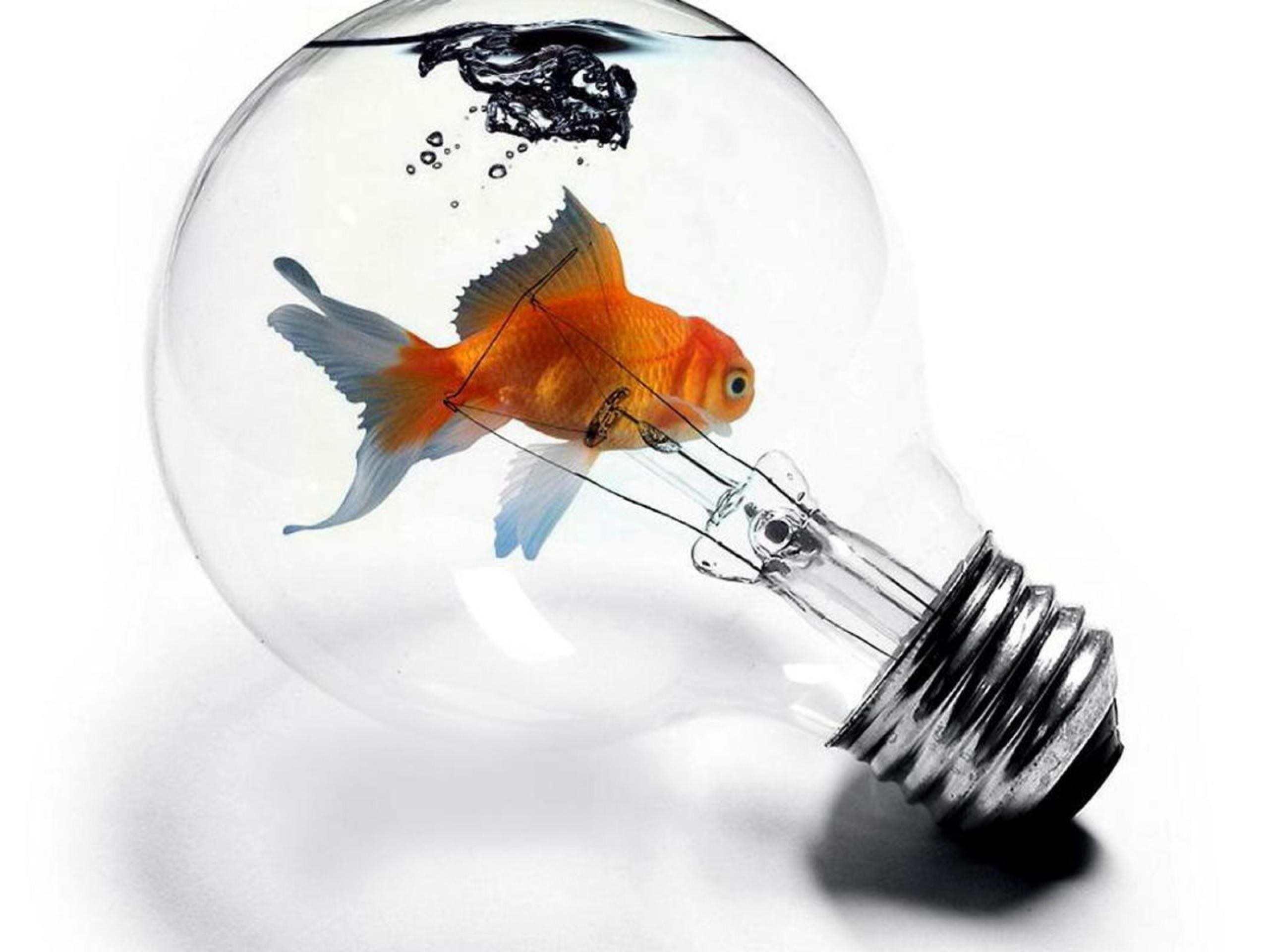 goldfish in a light bulb