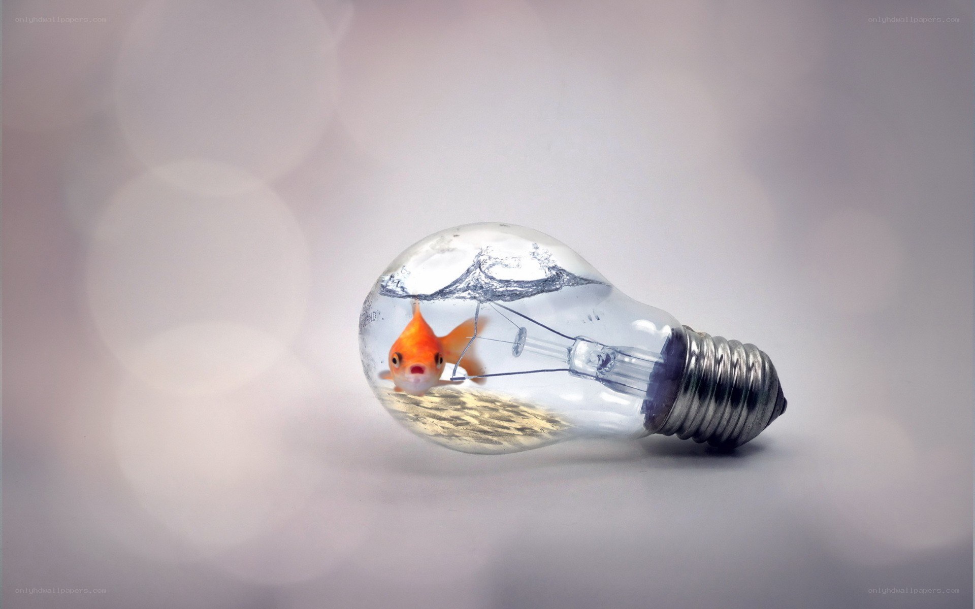 goldfish in a light bulb