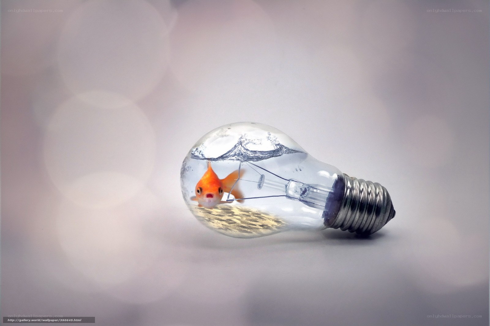 goldfish in a light bulb
