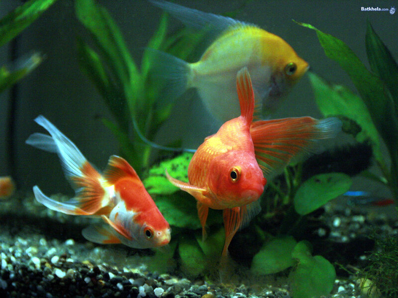 Goldfish in a planted aquarium