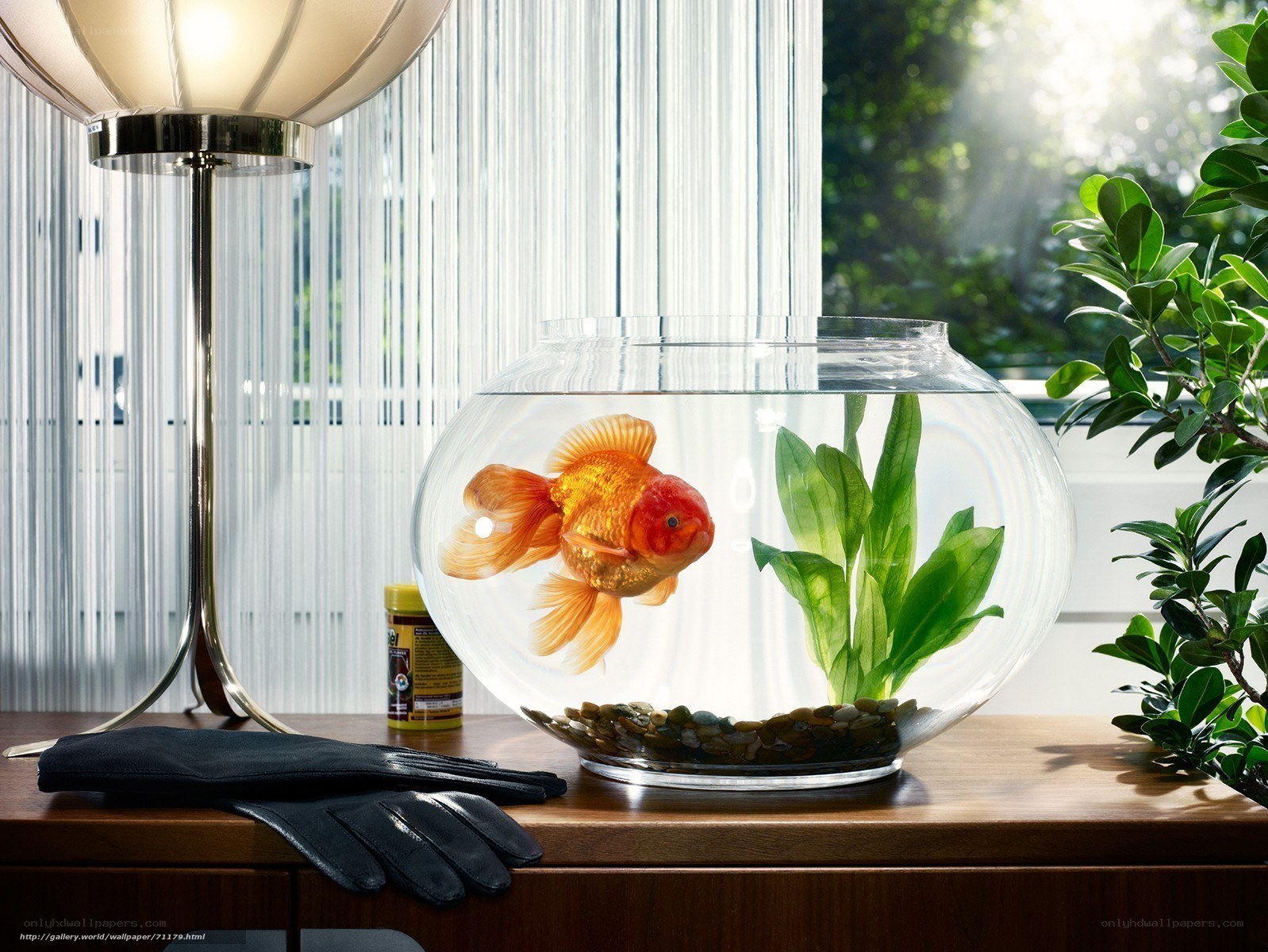 Goldfish in a round bowl