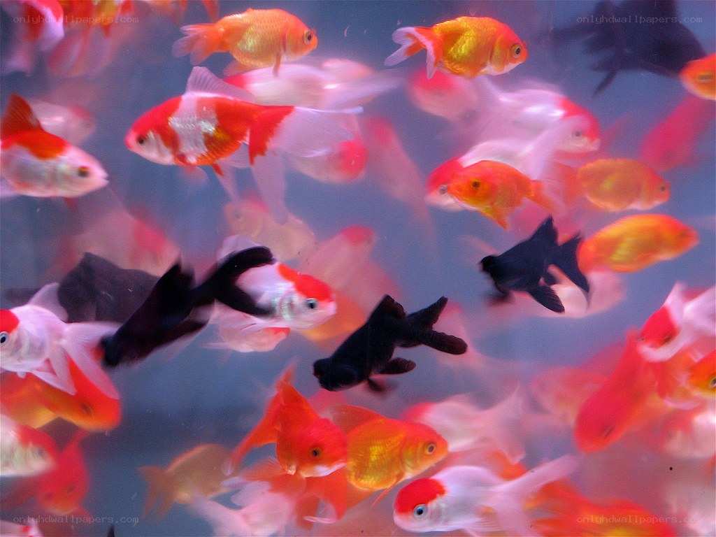 Goldfish in a tank