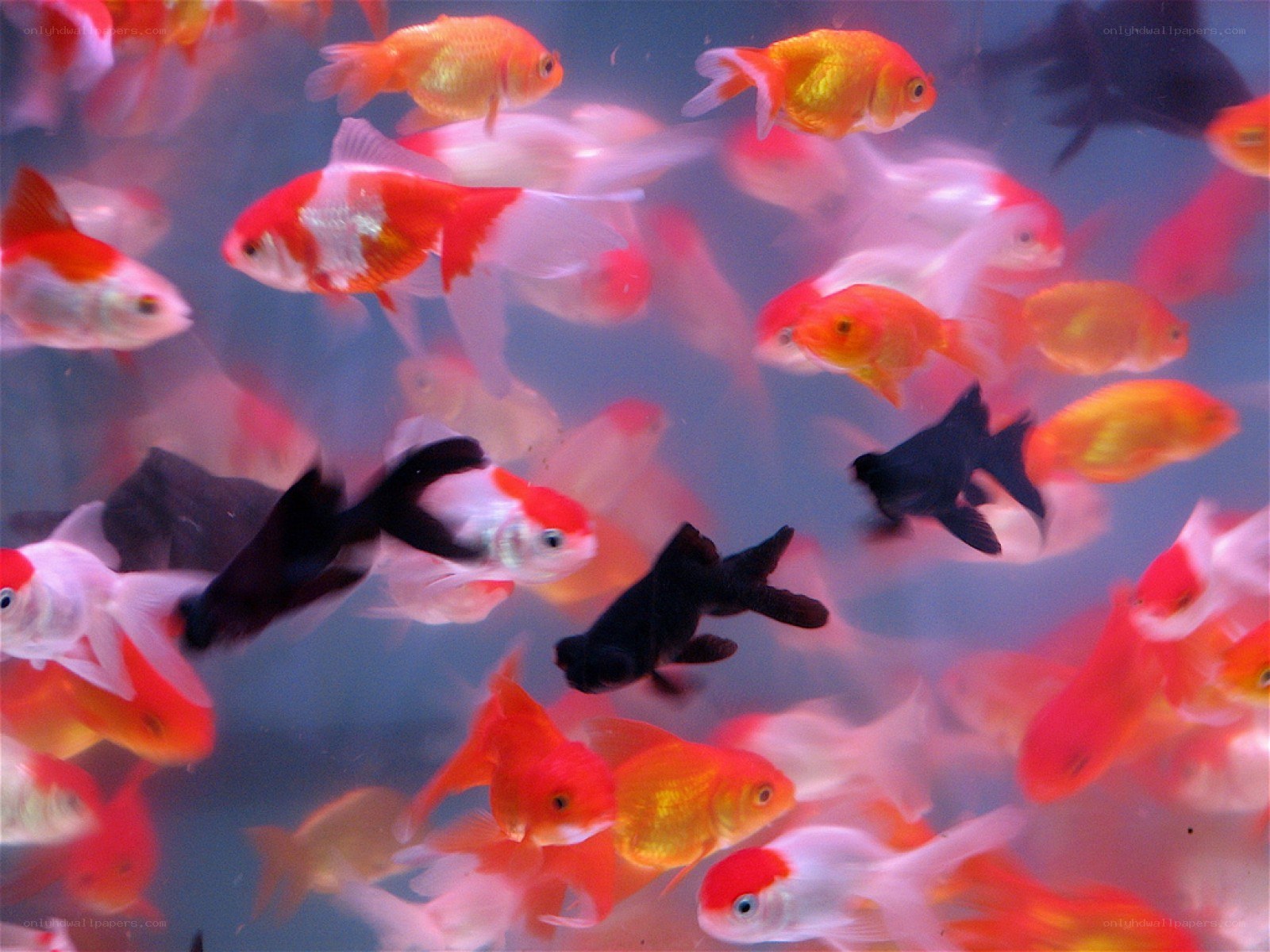 goldfish in a tank