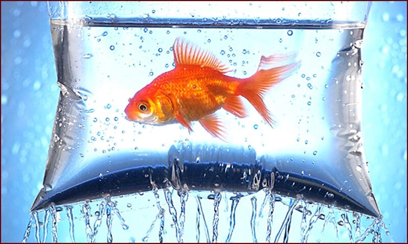 goldfish in a water bag
