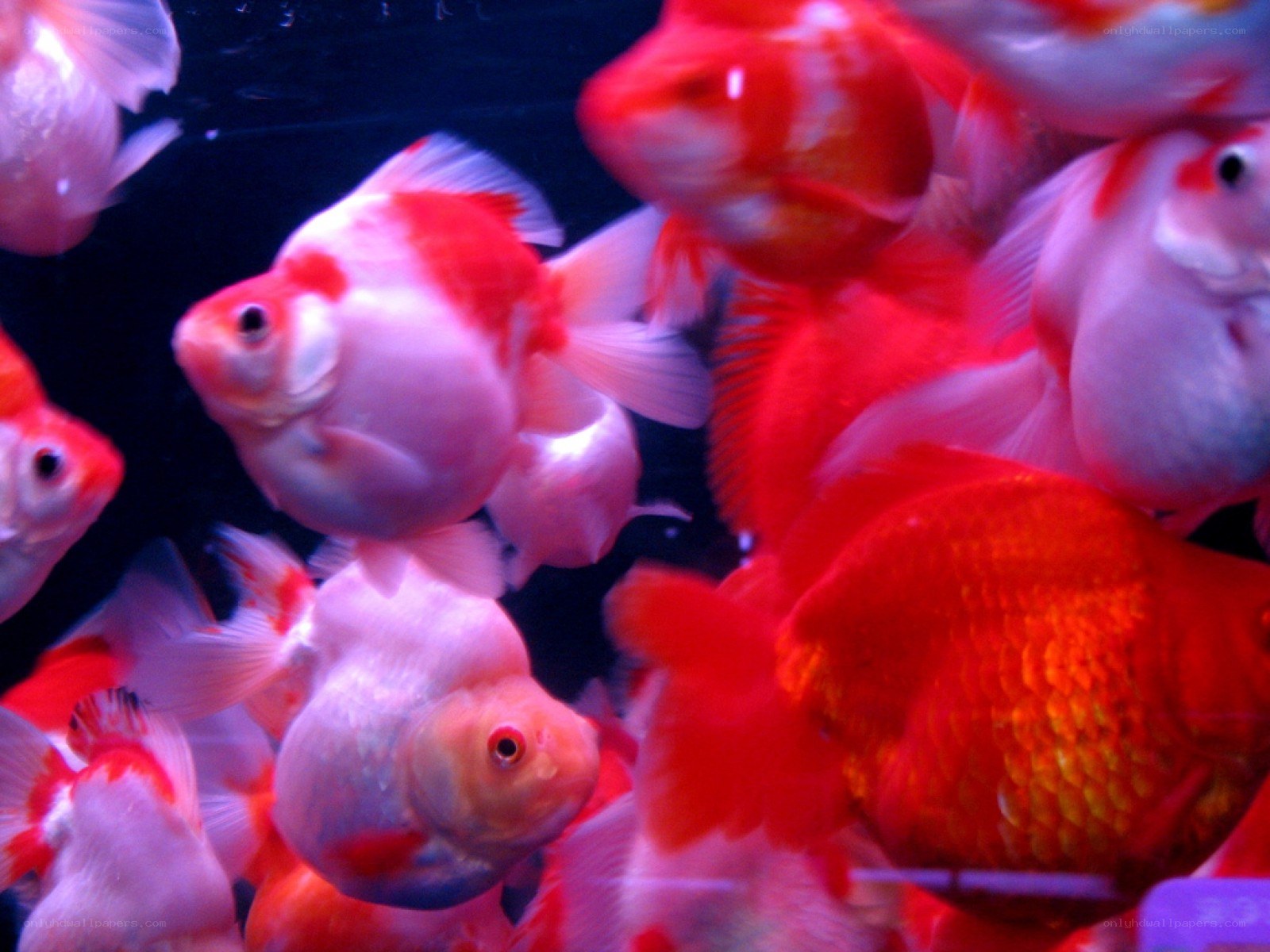 Goldfish in an aquarium
