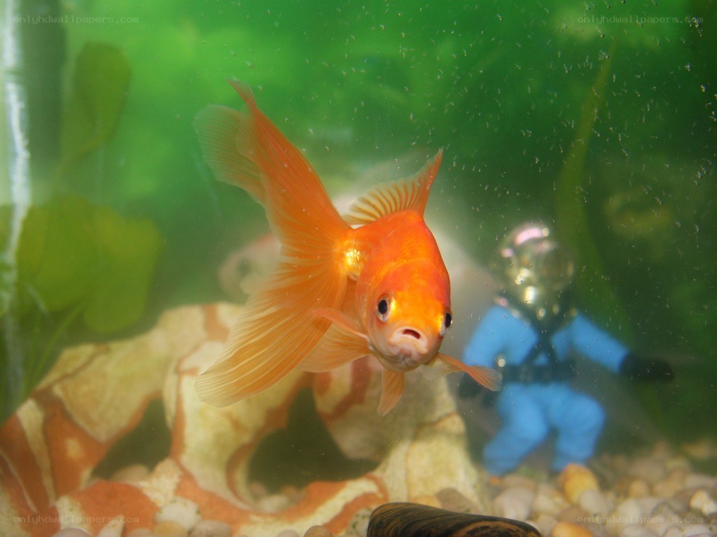 Goldfish in aquarium