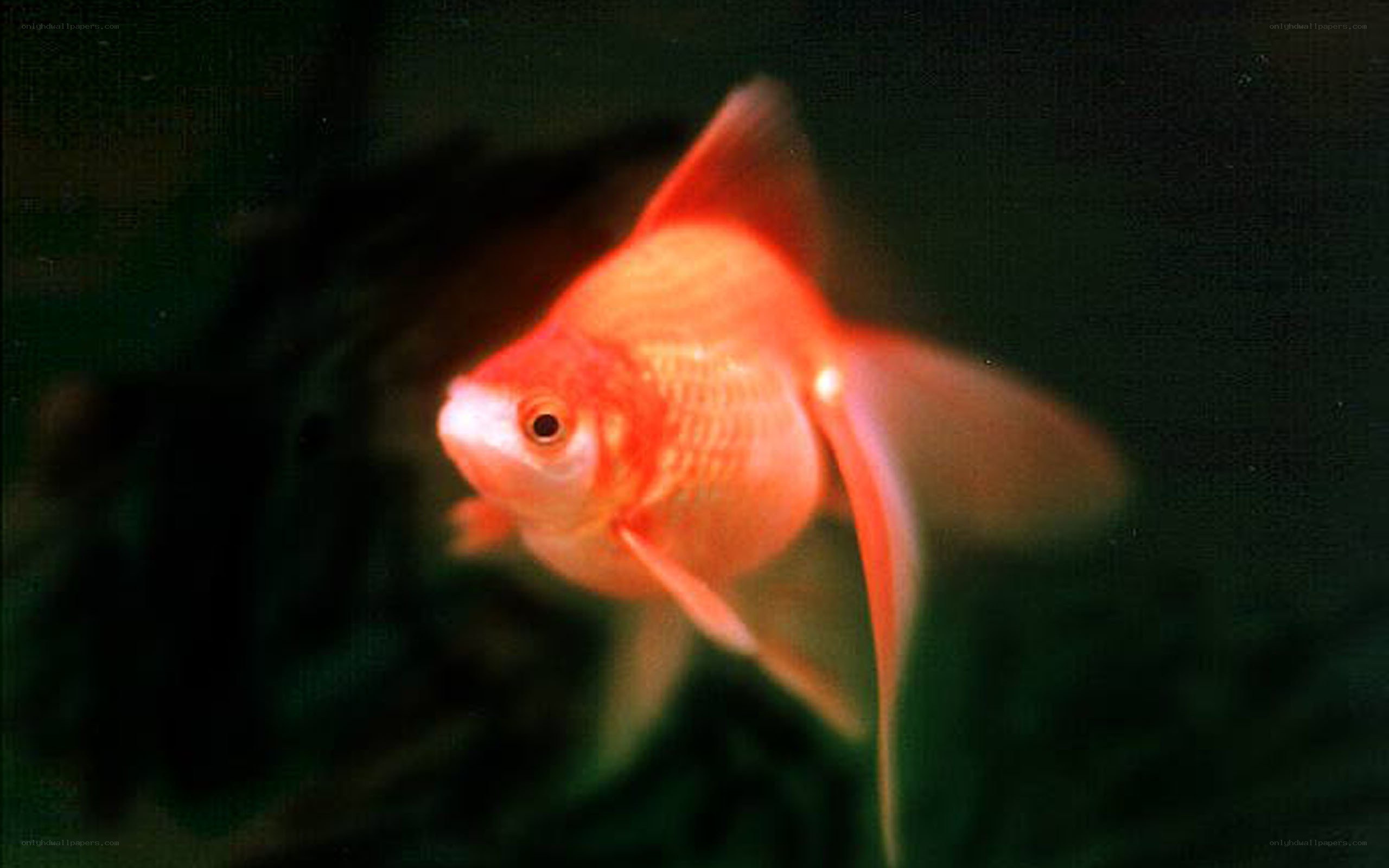 goldfish in aquarium