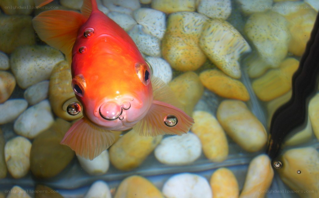 goldfish in aquarium