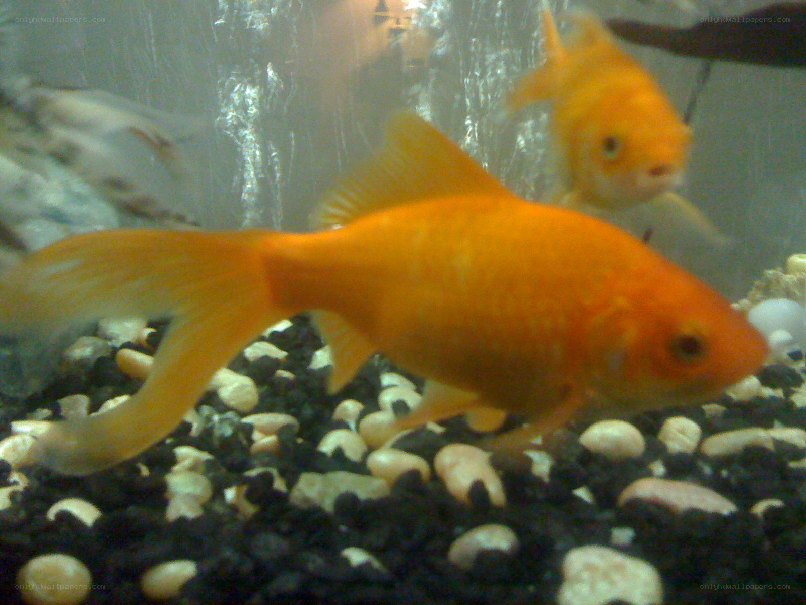 goldfish in aquarium