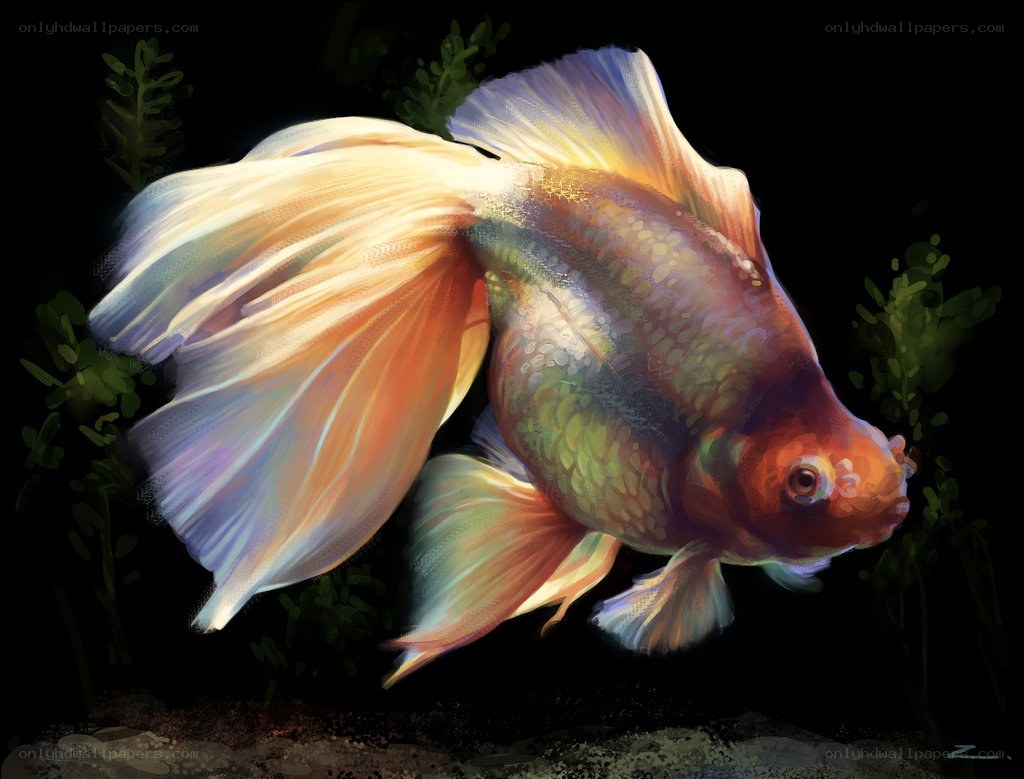 goldfish in aquarium