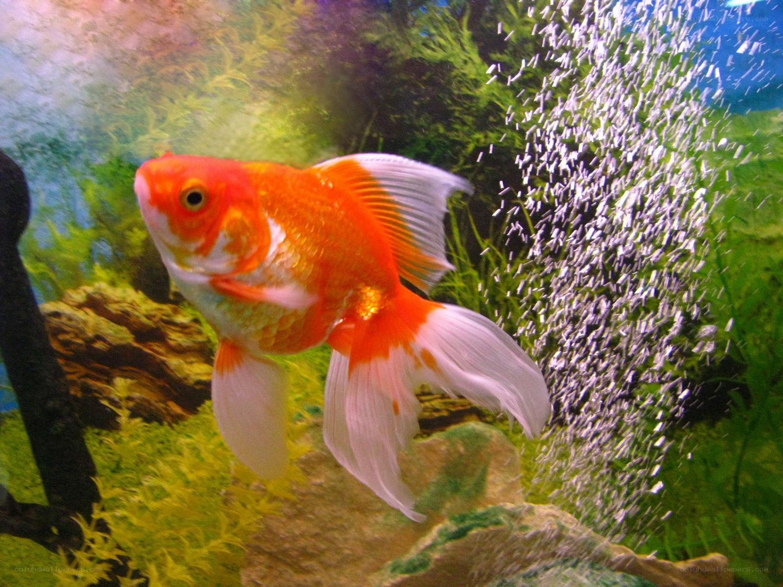 Goldfish in aquarium