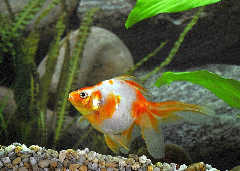 goldfish in aquarium