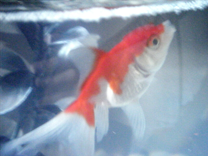 goldfish in aquarium