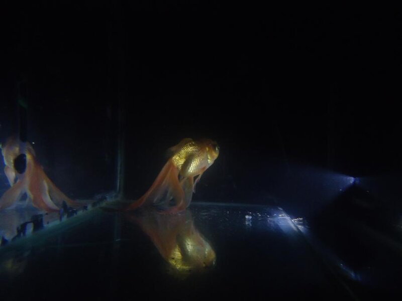 Goldfish in Aquarium — Black