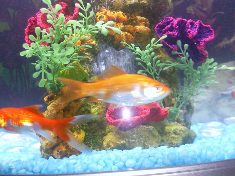 Goldfish in Aquarium — Blue, Calm