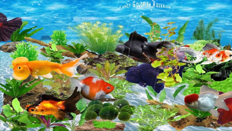 Goldfish in Aquarium — Blue, Serene