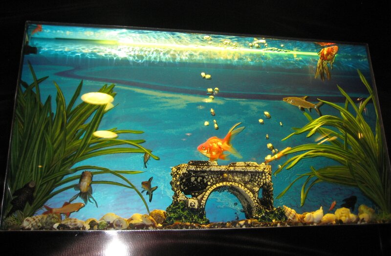 Goldfish in Aquarium — Blue