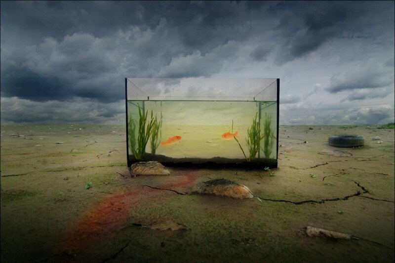 Goldfish in Aquarium — Gray