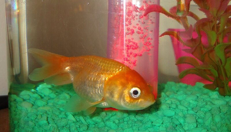 Goldfish in Aquarium — Green, Calm