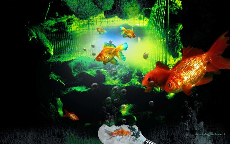 Goldfish in Aquarium — Green