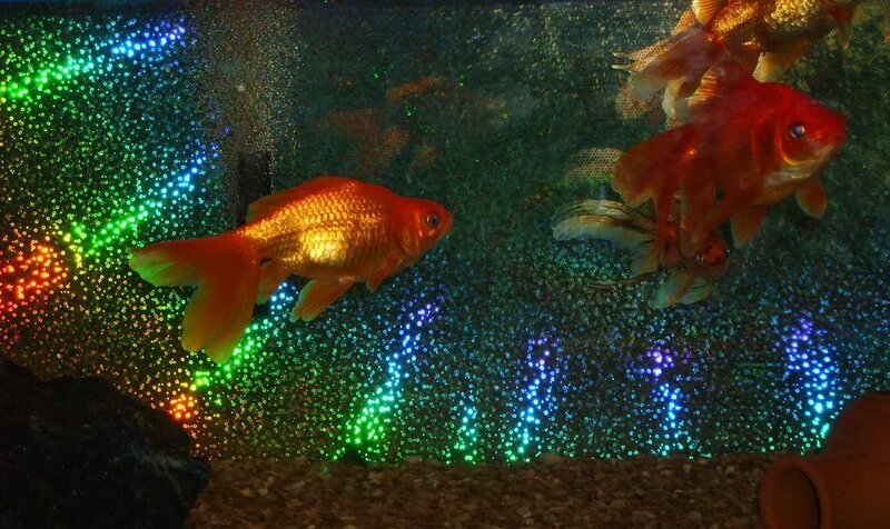 Goldfish in Aquarium — Orange, Calm, Night