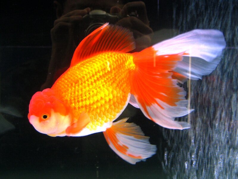 Goldfish in Aquarium — Orange, Calm, Photograph, Camera