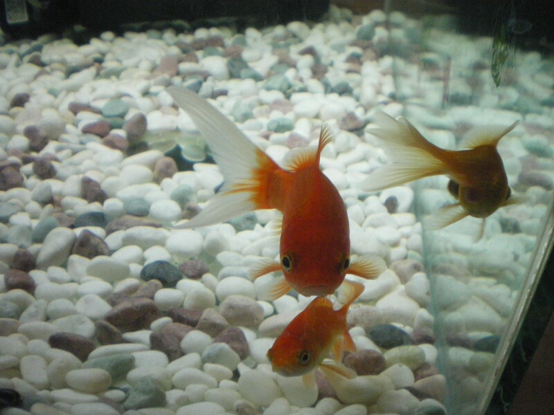 Goldfish in Aquarium — Orange, Calm, Photograph, Pebbles, Water