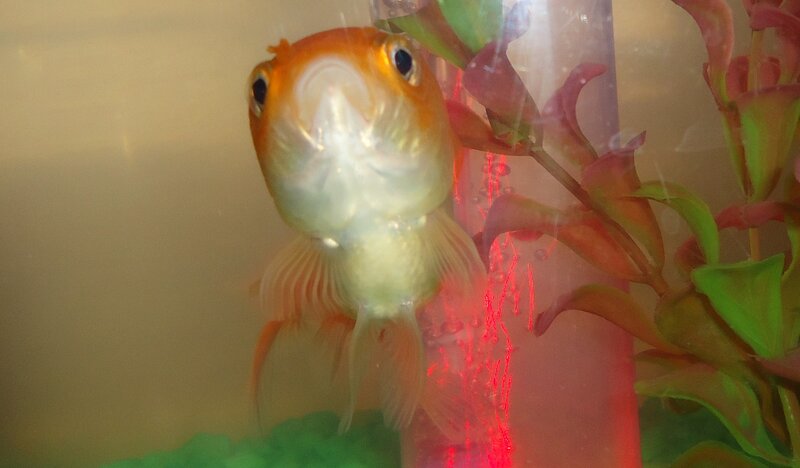 Goldfish in Aquarium — Orange, Calm, Photograph, Plant