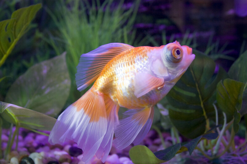 Goldfish in Aquarium — Orange, Calm, Photograph
