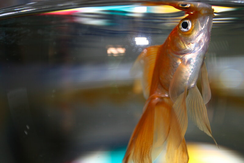 Goldfish in Aquarium — Orange, Calm, Photograph, Water, Light Reflection