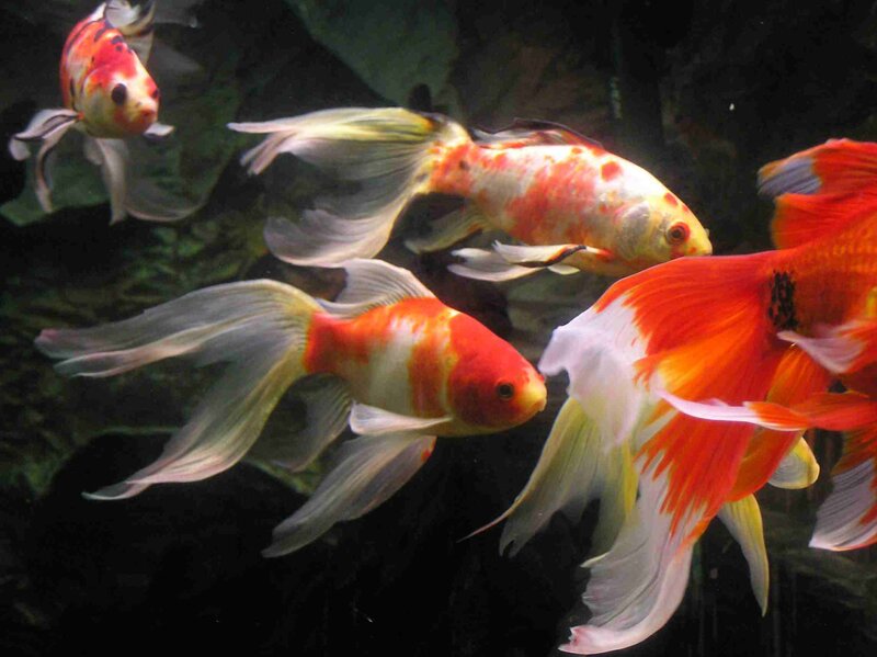 Goldfish in Aquarium — Orange, Calm, Photograph, Water