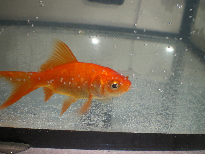 Goldfish in Aquarium — Orange, Calm
