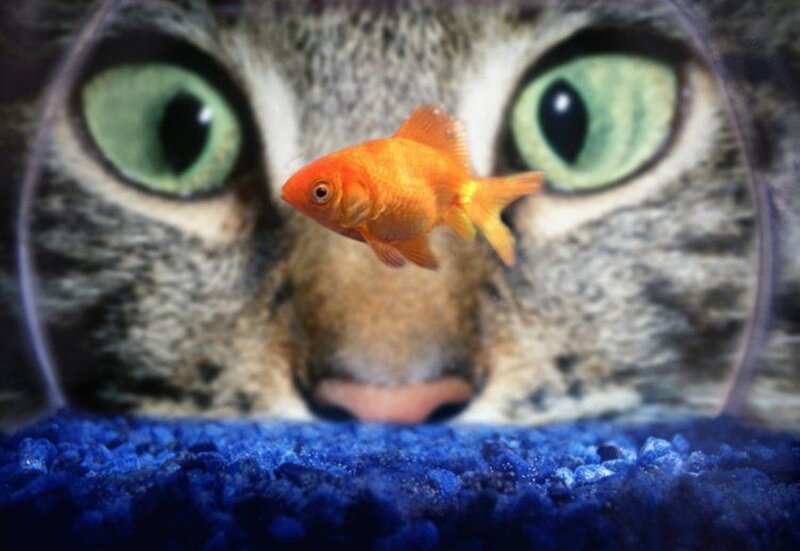 Goldfish in Aquarium — Orange, Curious