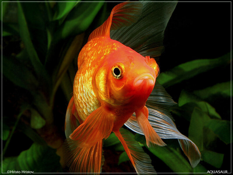 Goldfish in Aquarium — Orange, Dramatic