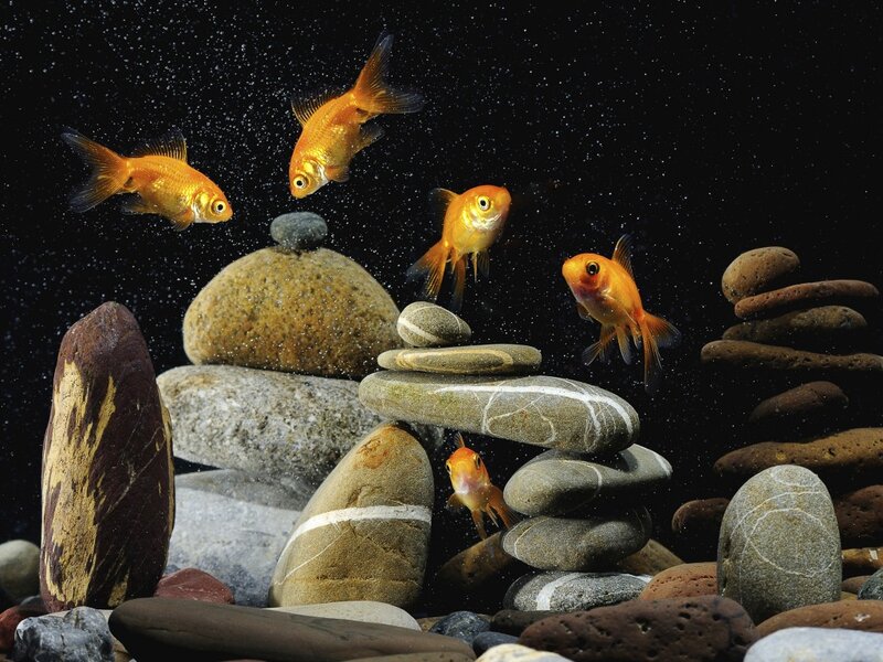 Goldfish in Aquarium — Orange, Serene
