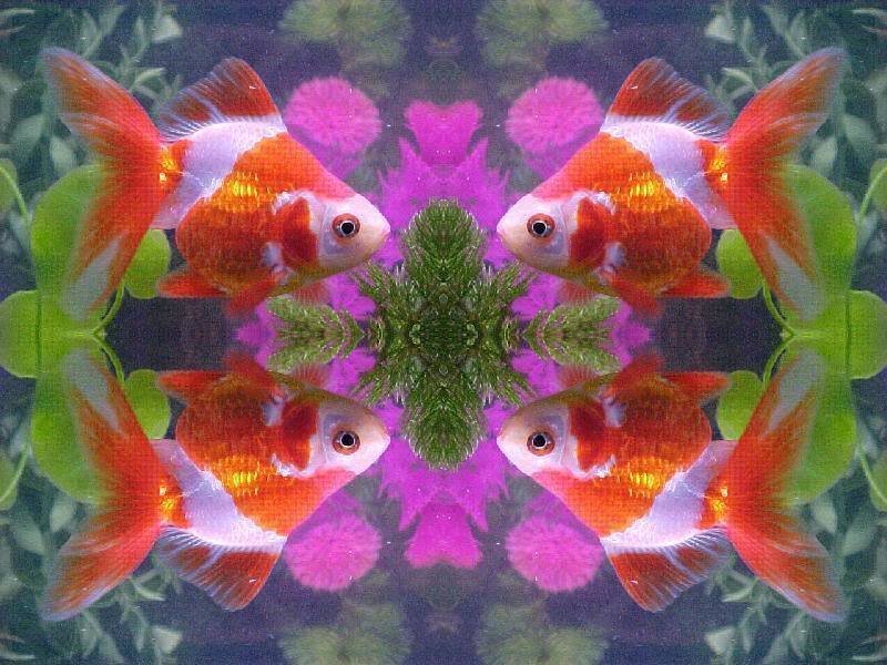 Goldfish in Aquarium — Orange, Symmetrical