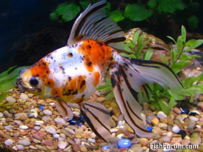 Goldfish in Aquarium — Orange