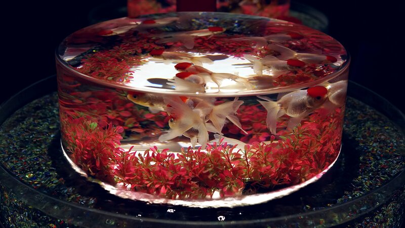Goldfish in Aquarium — Red, Serene