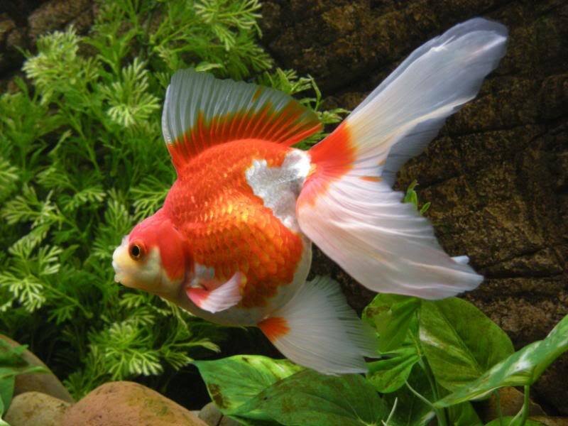 Goldfish in Aquarium — Red