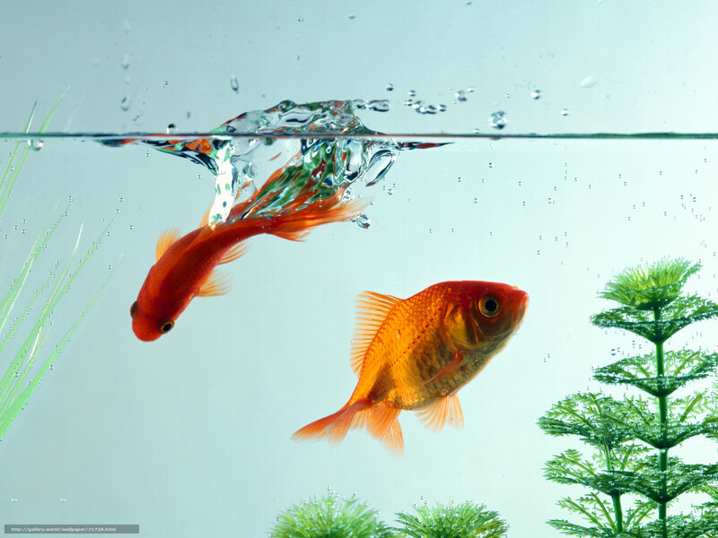 goldfish in aquarium